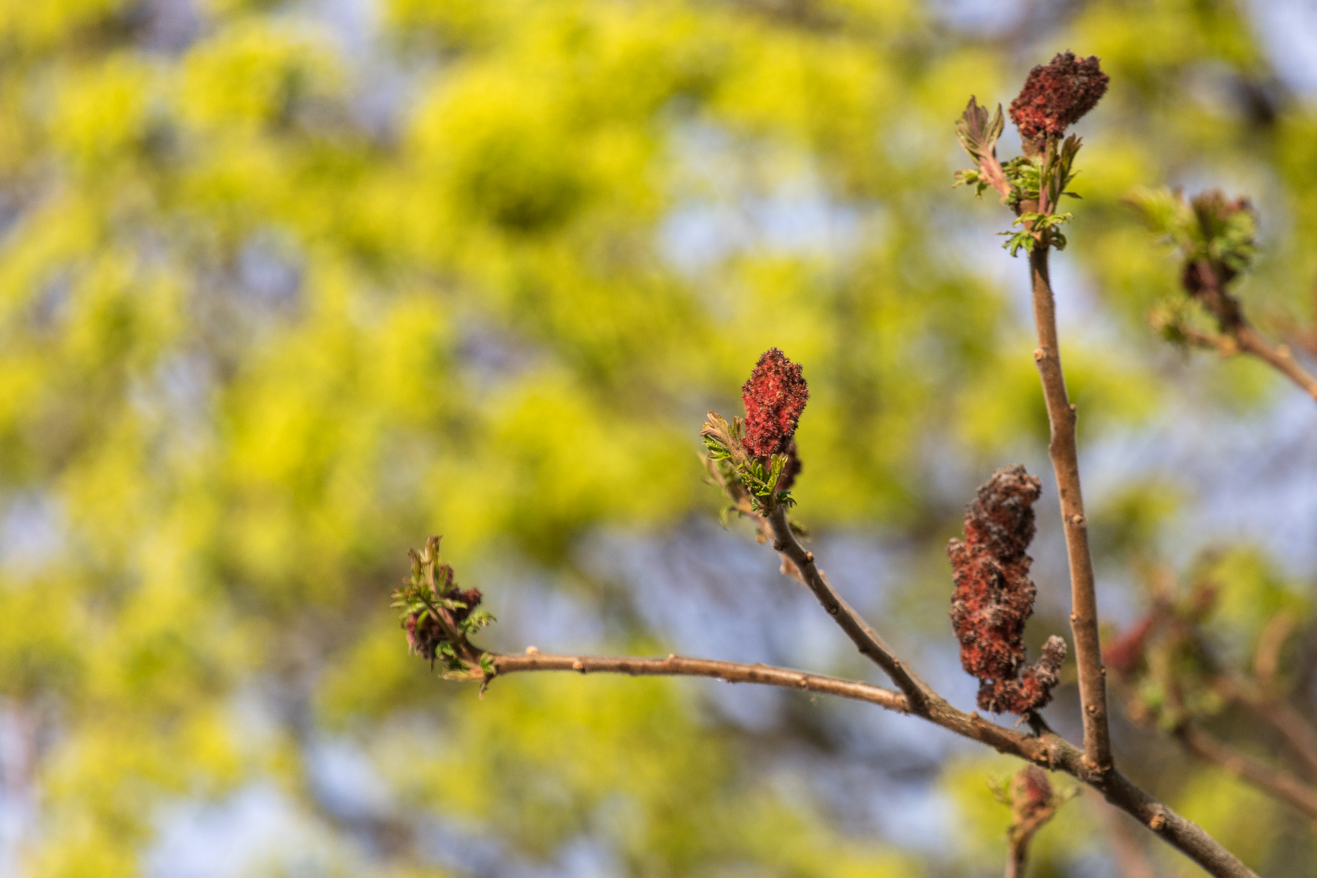 20180414182901 RD4 0589